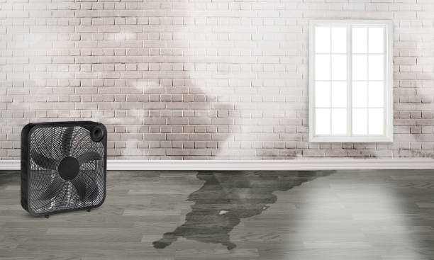 Best Flood restoration services  in Grove City, PA